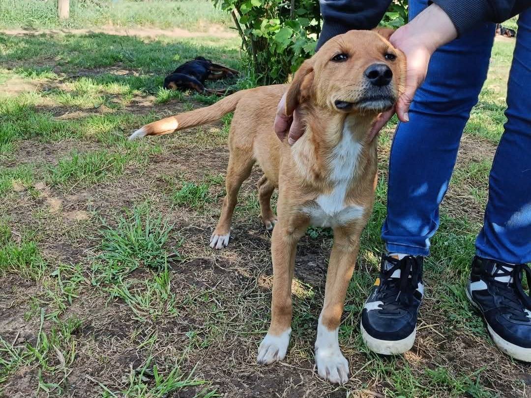 Vuoi adottare un cane a Viterbo?