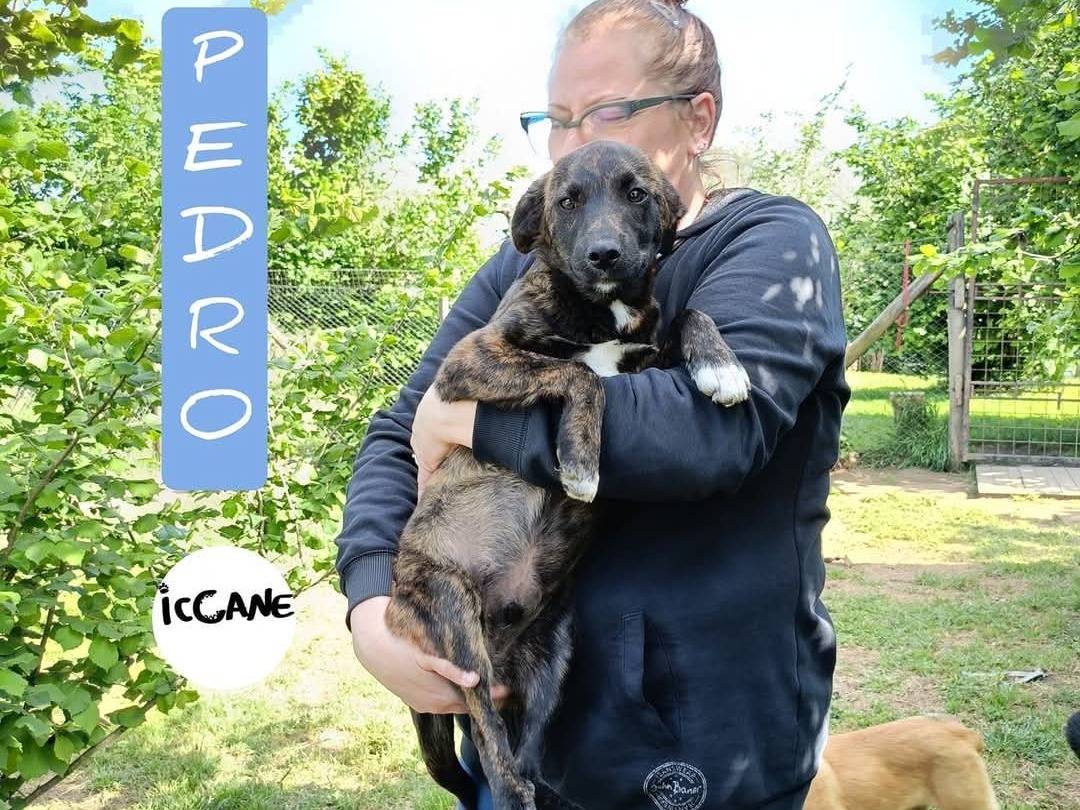 Foto dell'animale