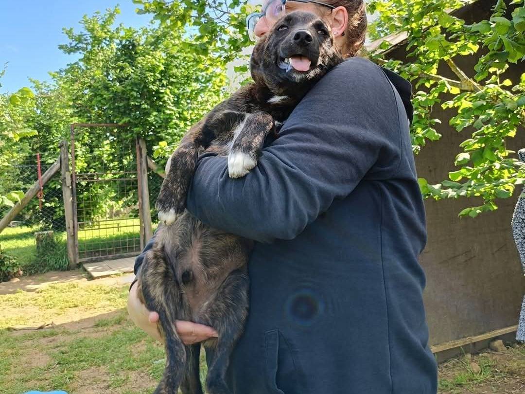 Adotta un cane, maschio, 6 mesi, Viterbo