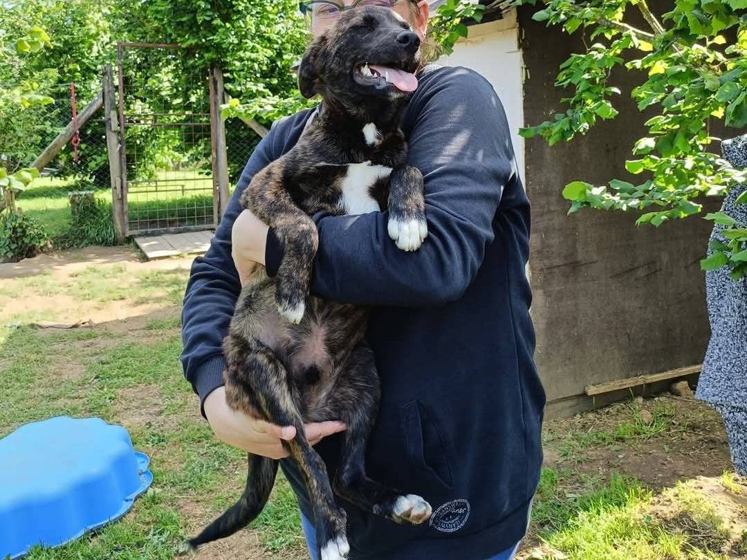 Adotta un cane, taglia media contenuta, maschio, Viterbo