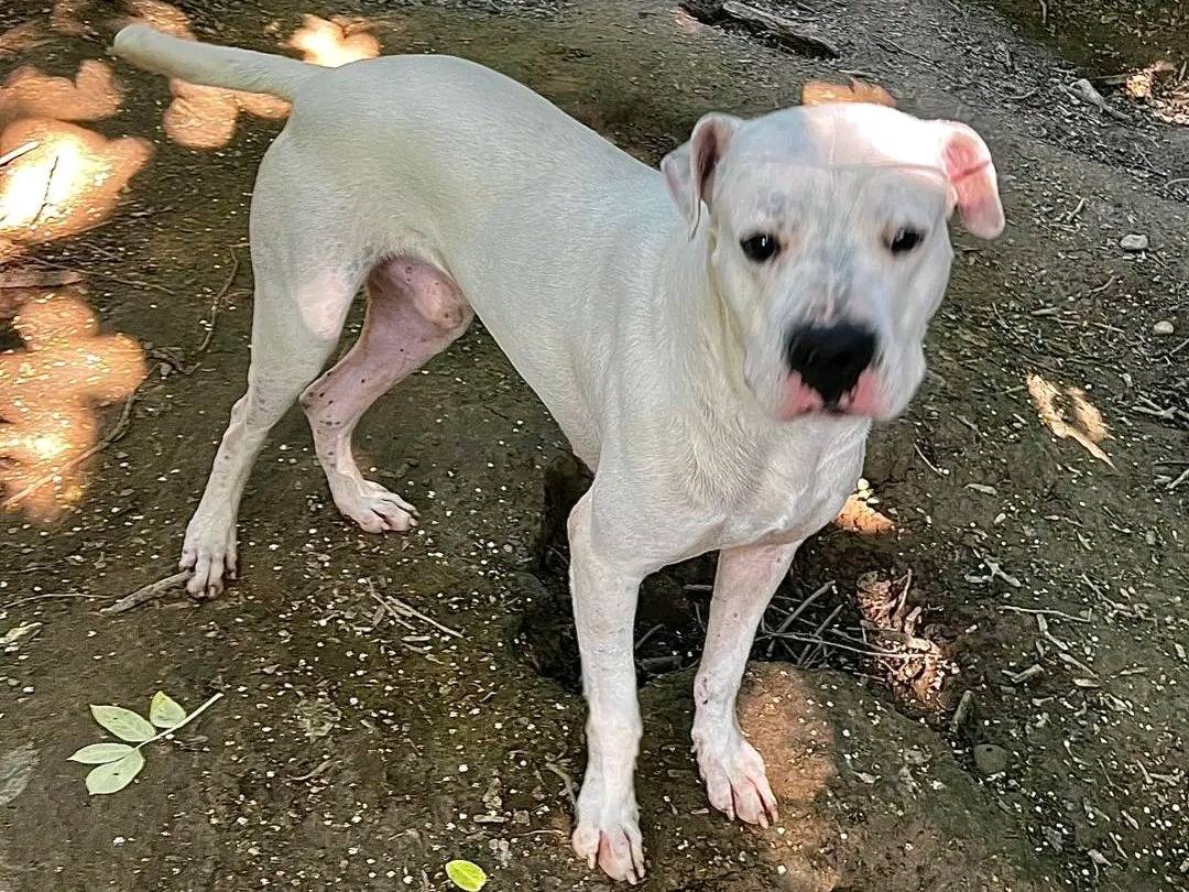 Adotta un cane, maschio, 5 anni  e 1 mese, Cremona