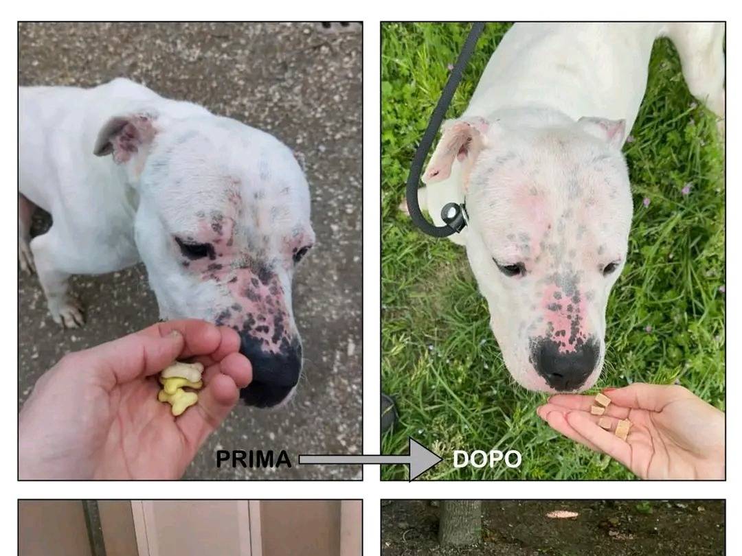 Adotta un cane, taglia media, maschio, Cremona