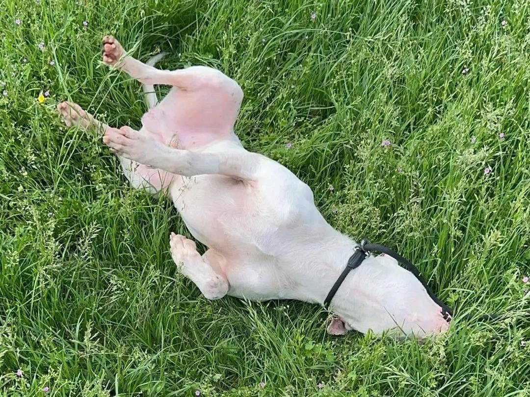 Vuoi adottare un cane a Cremona?