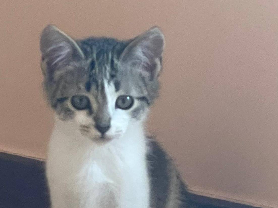 Adotta un gatto, femmina, 2 mesi, Caserta