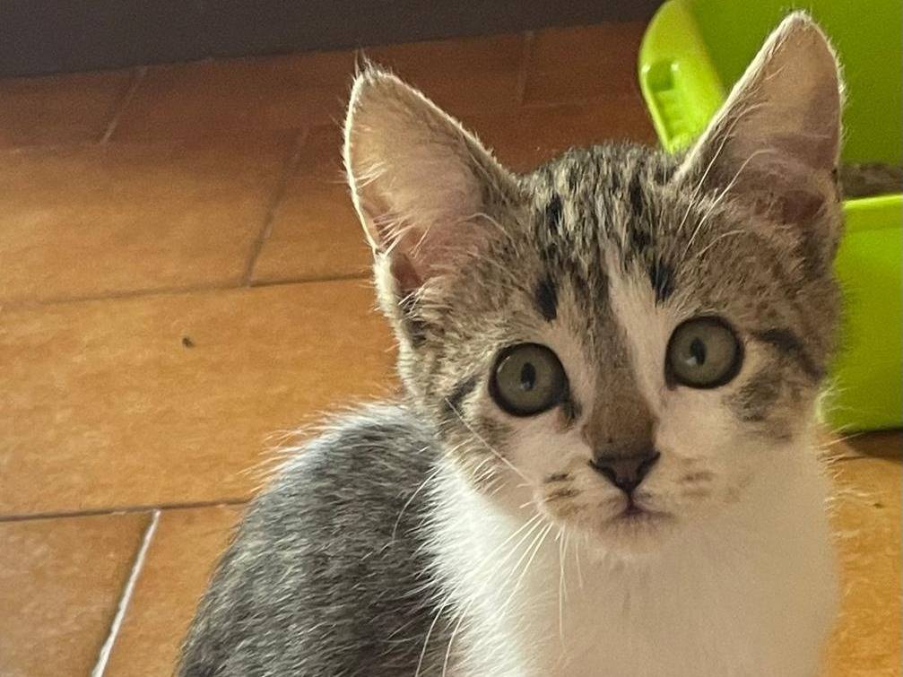 Adotta un gatto, taglia non valida, femmina, Caserta