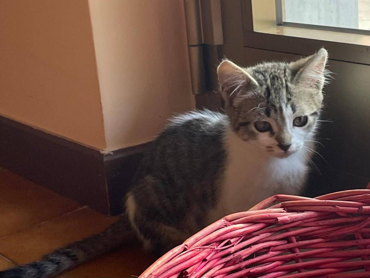 Vuoi adottare un gatto a Caserta?