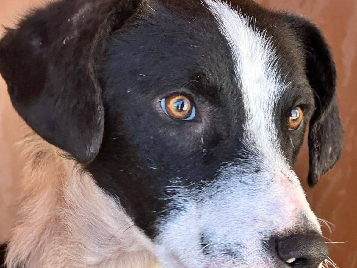 Adotta un cane, maschio, 5 mesi, Genova