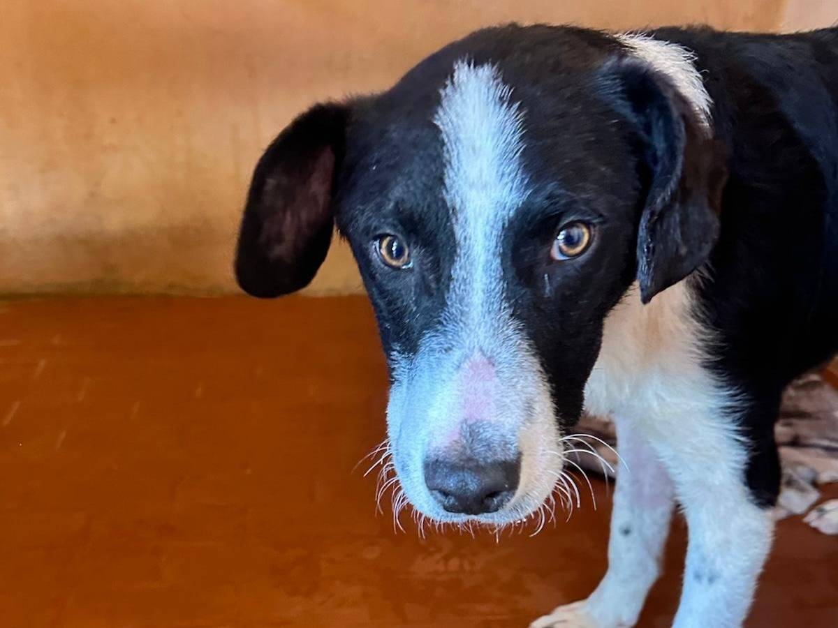 Adotta un cane, taglia media, maschio, Genova
