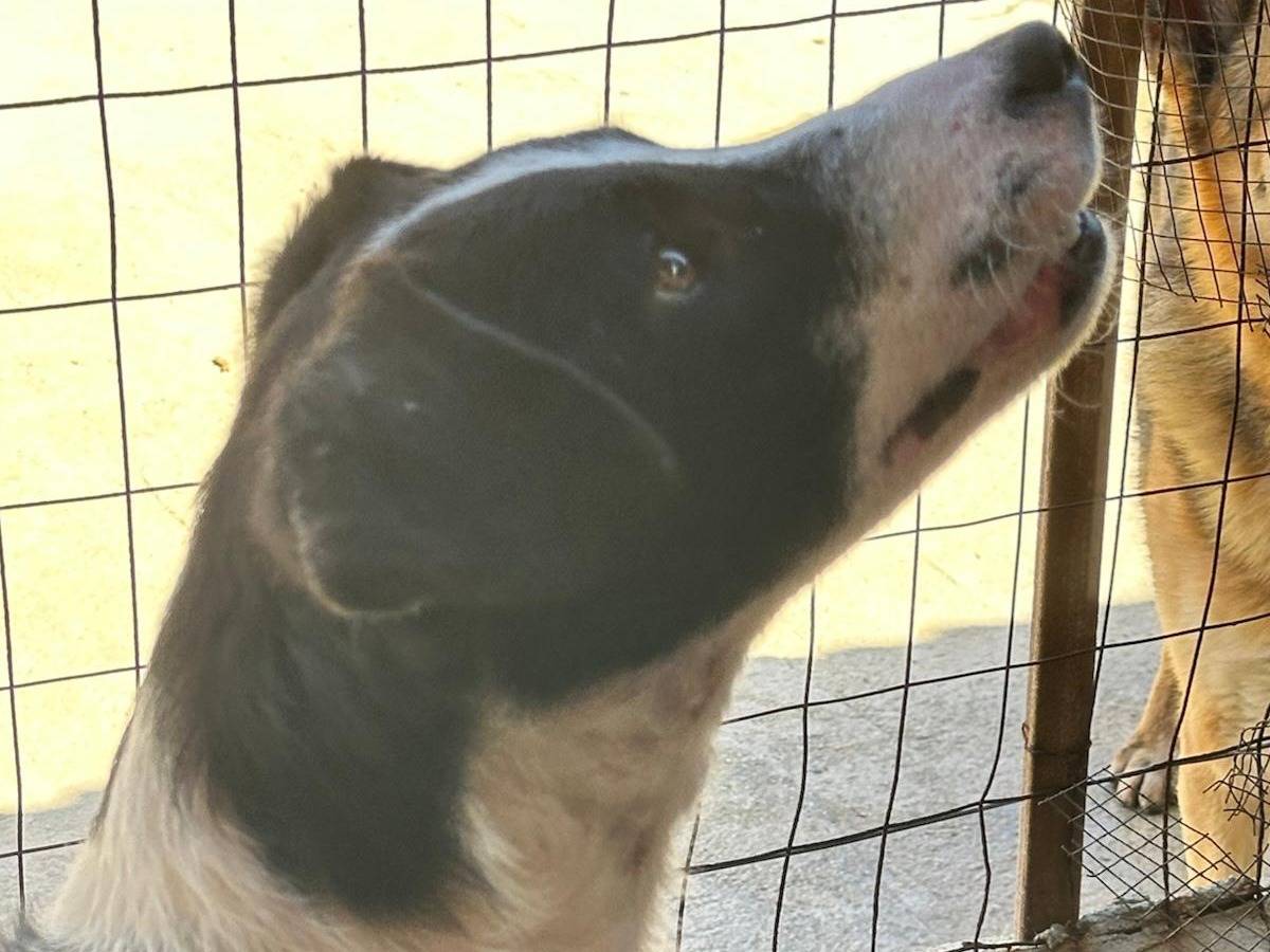 Vuoi adottare un cane a Genova?