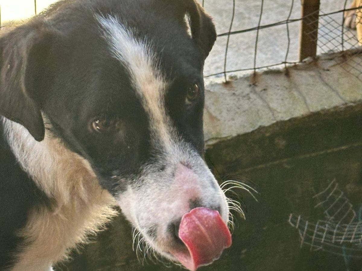 Adotta il cane Pluto a Genova