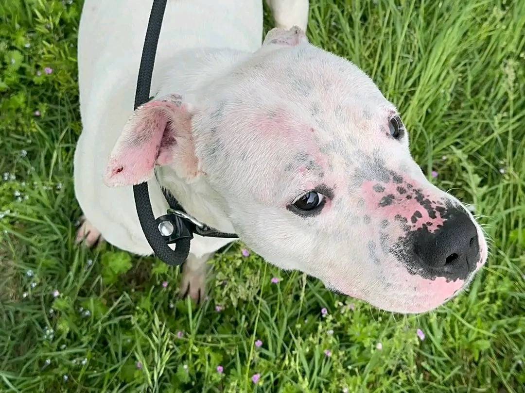 Adotta il cane TOGO a Cremona
