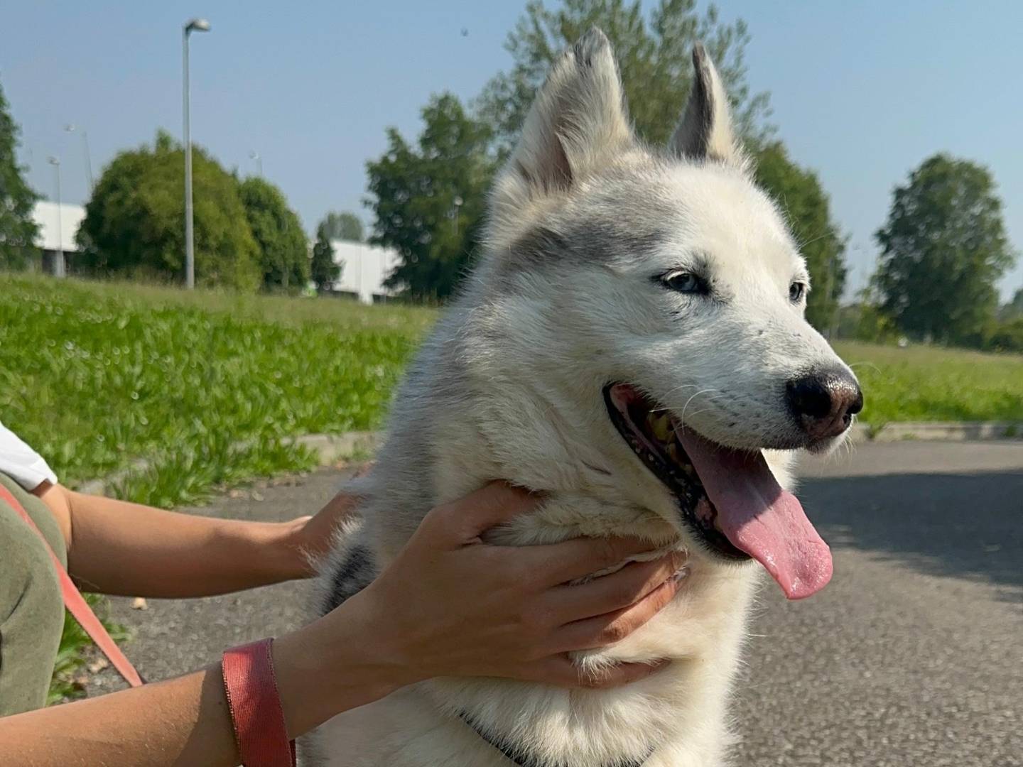 Vuoi adottare un cane a Cremona?
