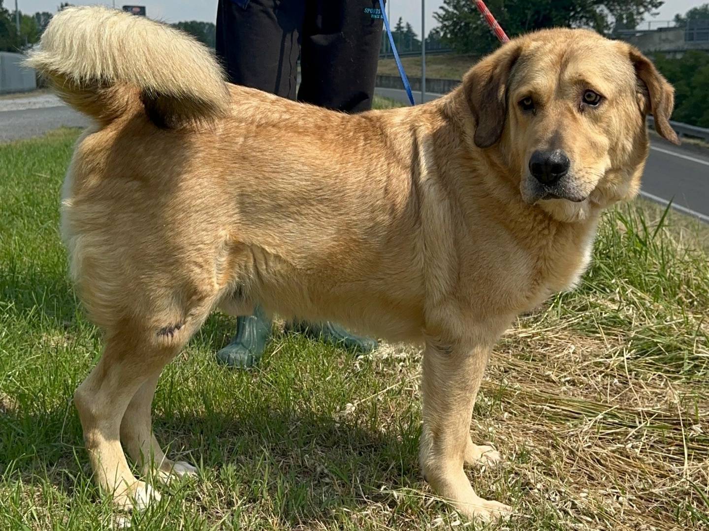 Adotta il cane BAX a Cremona