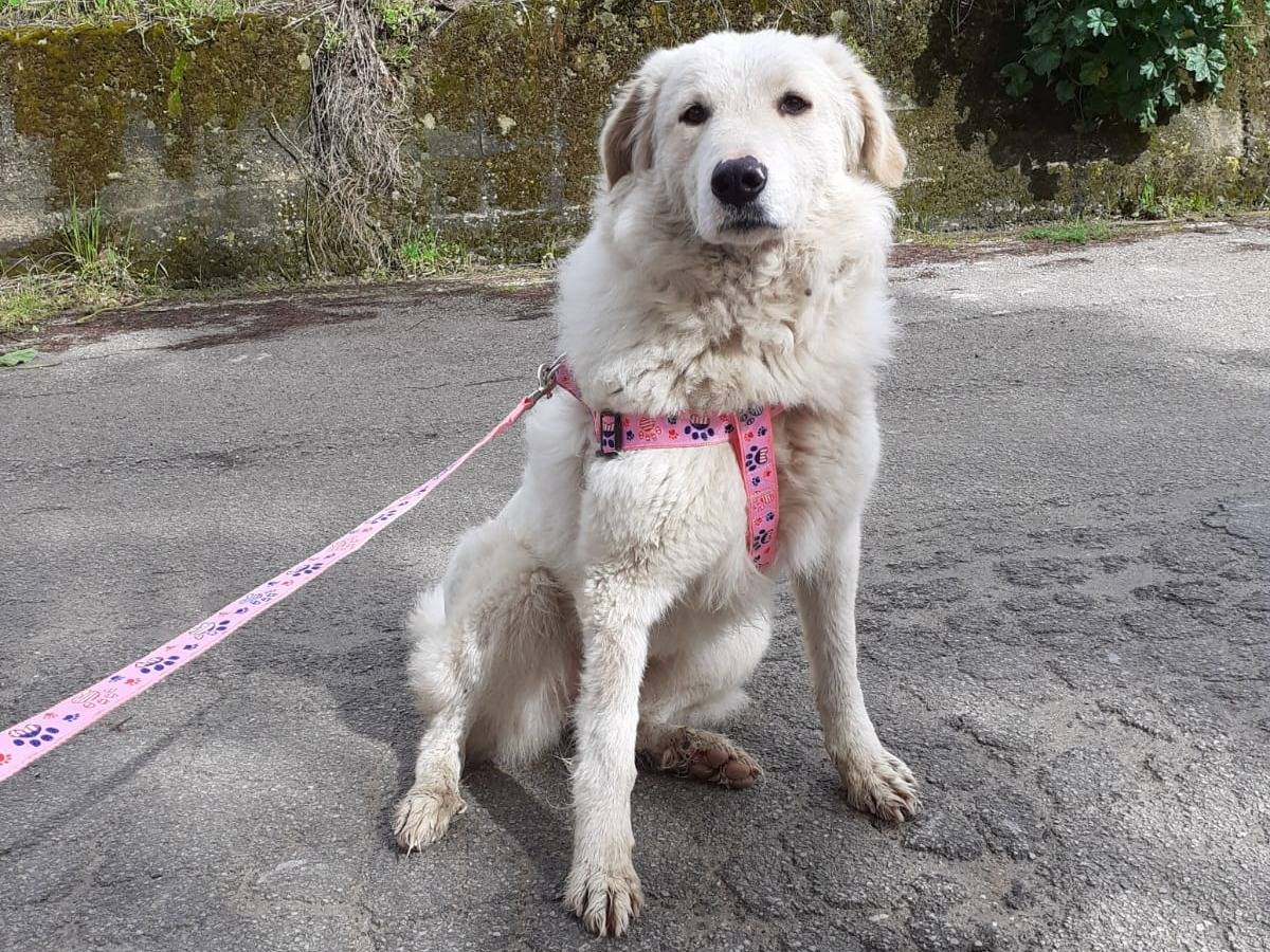 Vuoi adottare un cane a Palermo?