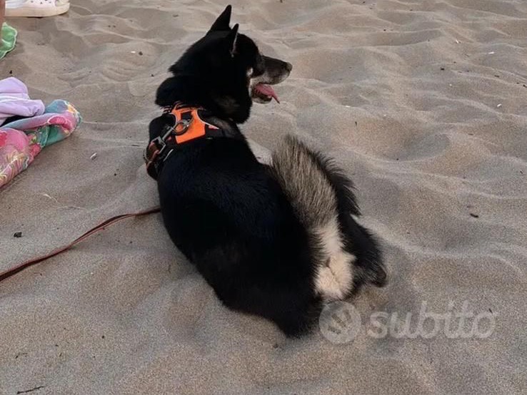 Adotta un cane, maschio, 1 anno e 10 mesi , Milano