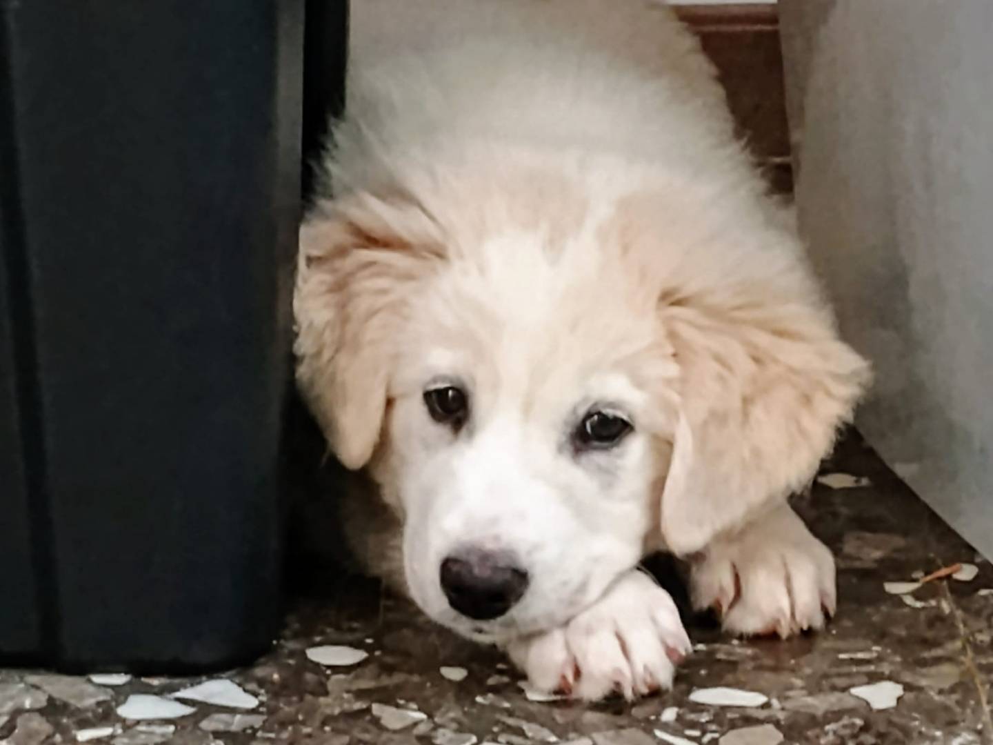 Adotta un cane, maschio, 2 mesi, Taranto