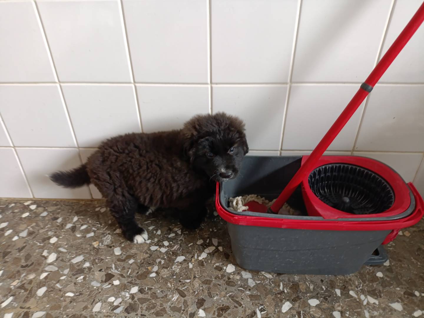 Adotta un cane, maschio, 2 mesi, Taranto
