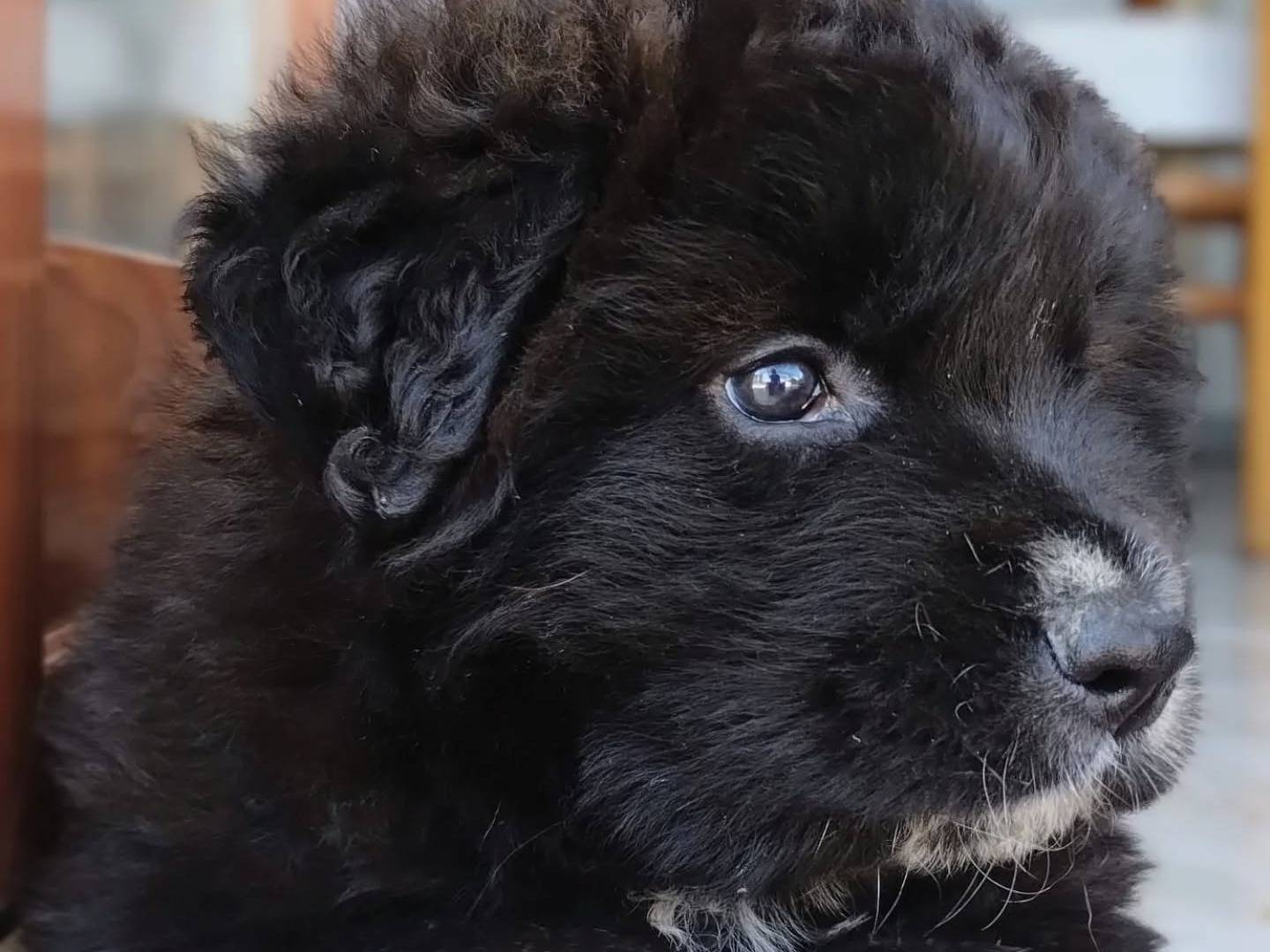 Adotta un cane, taglia media, maschio, Taranto