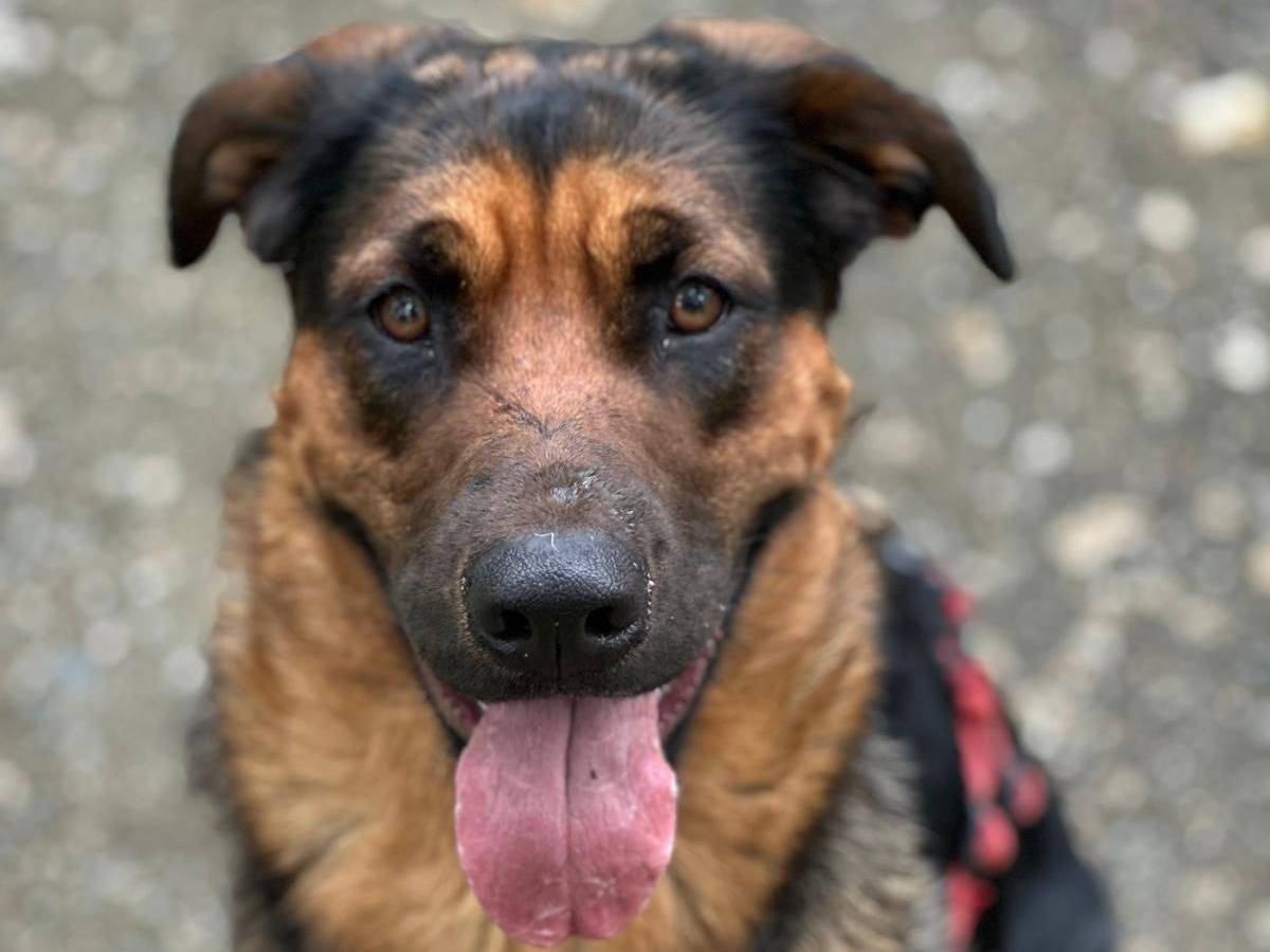 Adotta un cane, femmina, 1 anno e 2 mesi , Milano