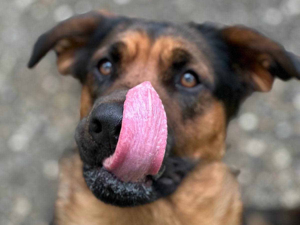 Adotta un cane, taglia media, femmina, Milano