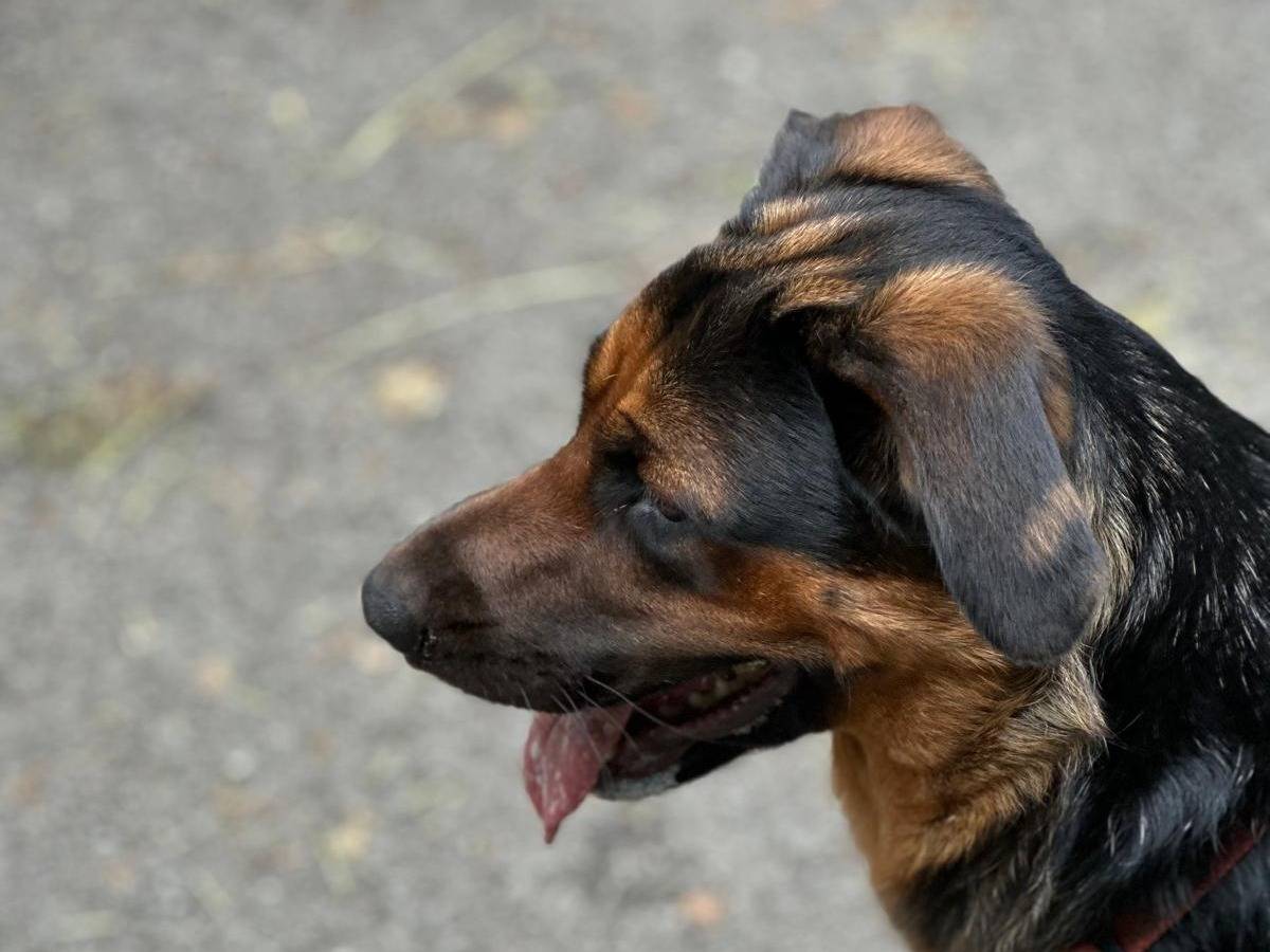 Adotta il cane Laika a Milano