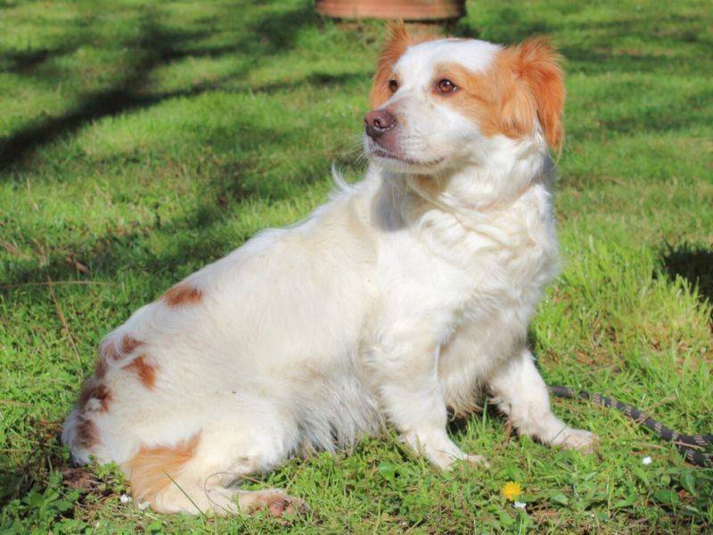 Adozione cane, maschio, Cane lupo Cecoslovacco Razza sconosciuta, 5 anni  e 3 mesi , taglia media contenuta, Roma