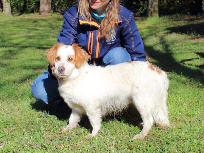 Adotta un cane, taglia media contenuta, maschio, Roma