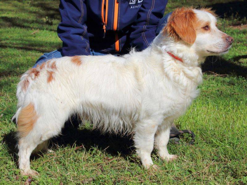 Vuoi adottare un cane a Roma?