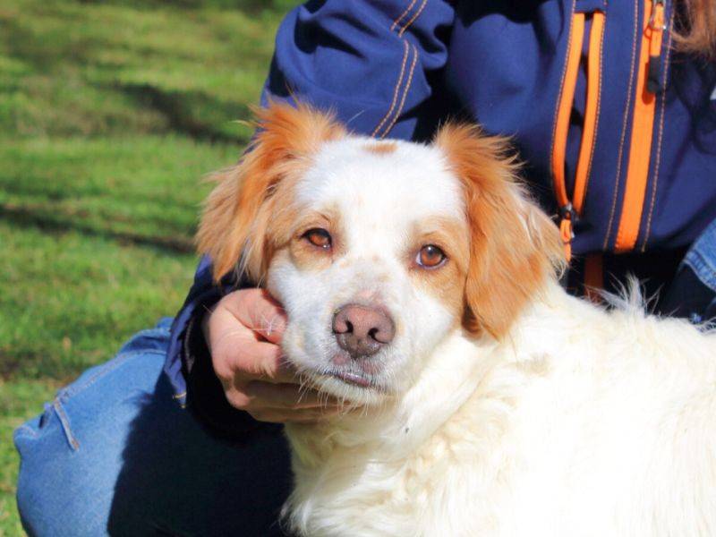 Adotta il cane MIQUEL a Roma