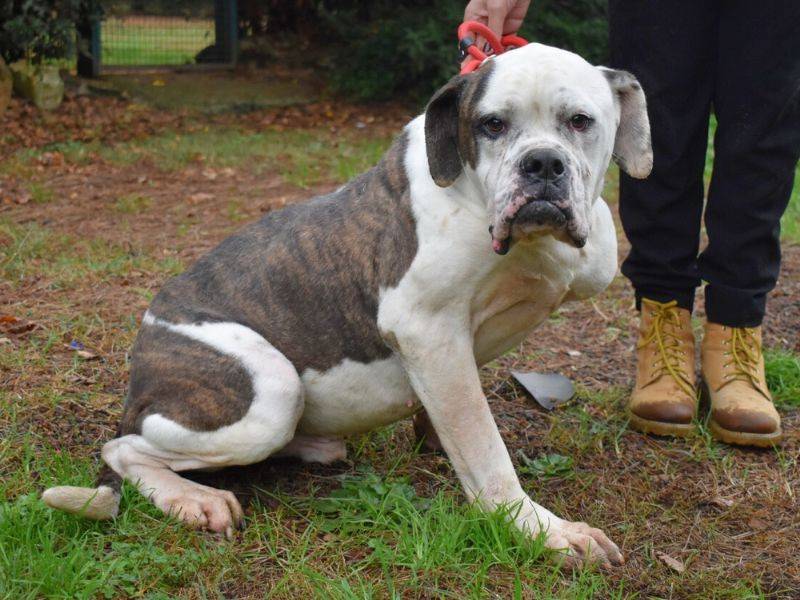 Adotta un cane, maschio, 6 anni  e 4 mesi , Roma