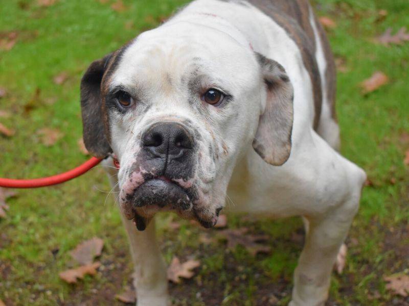 Adotta il cane DIMITRI a Roma
