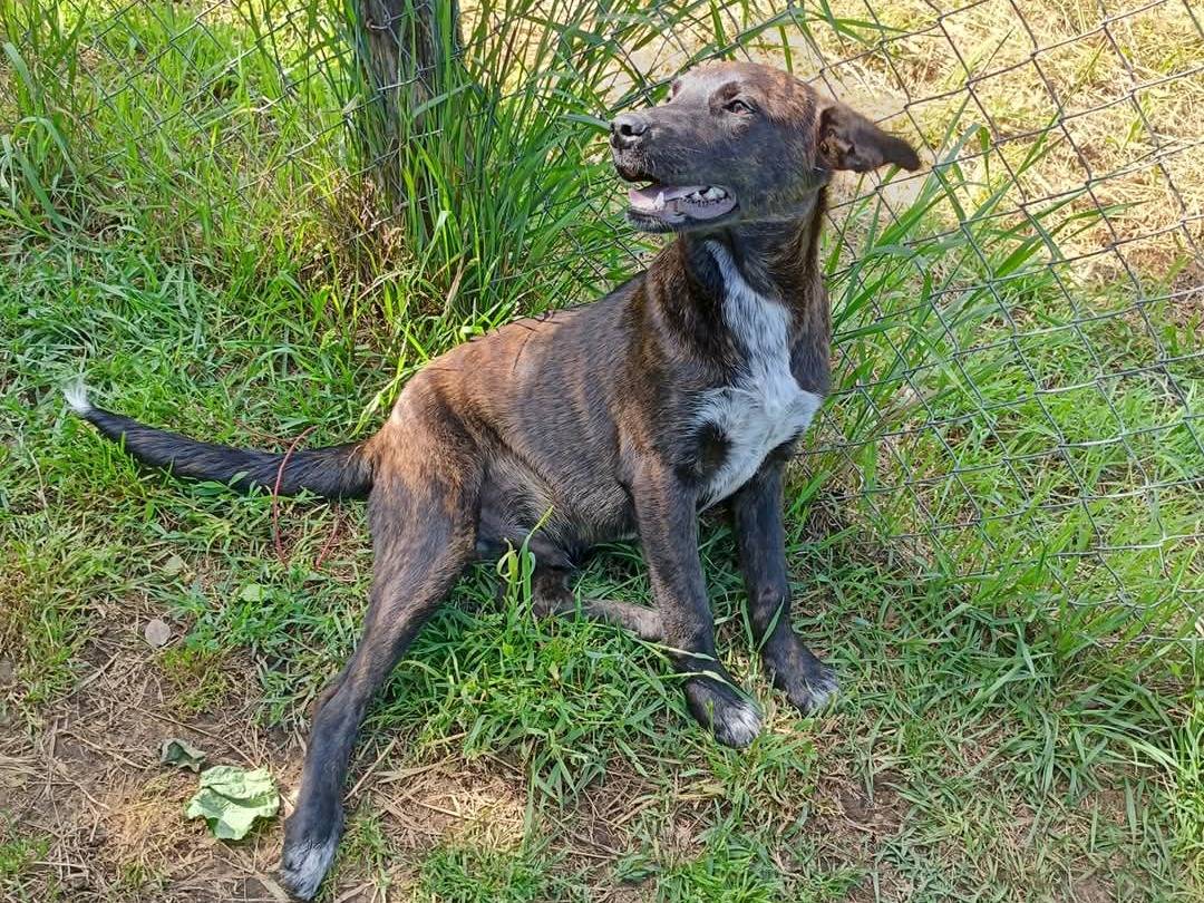 Adotta un cane, taglia media contenuta, maschio, Viterbo