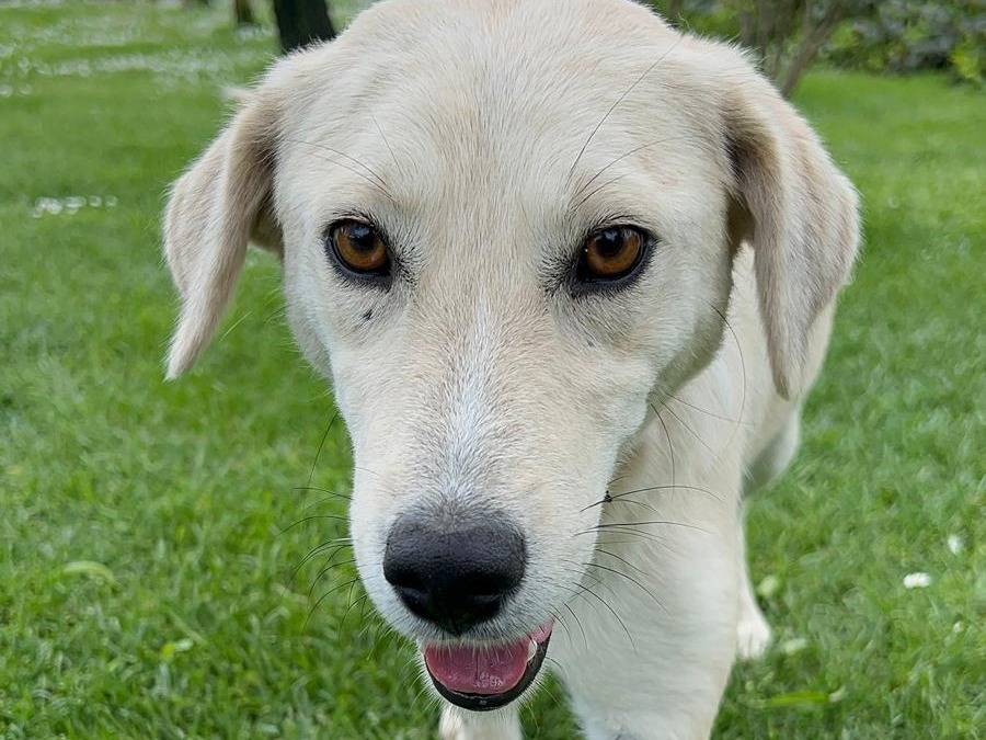 Foto dell'animale