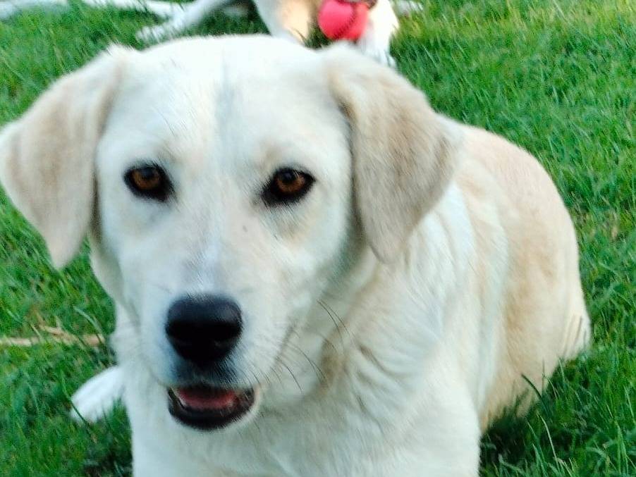 Adotta un cane, femmina, 2 anni  e 6 mesi , Parma