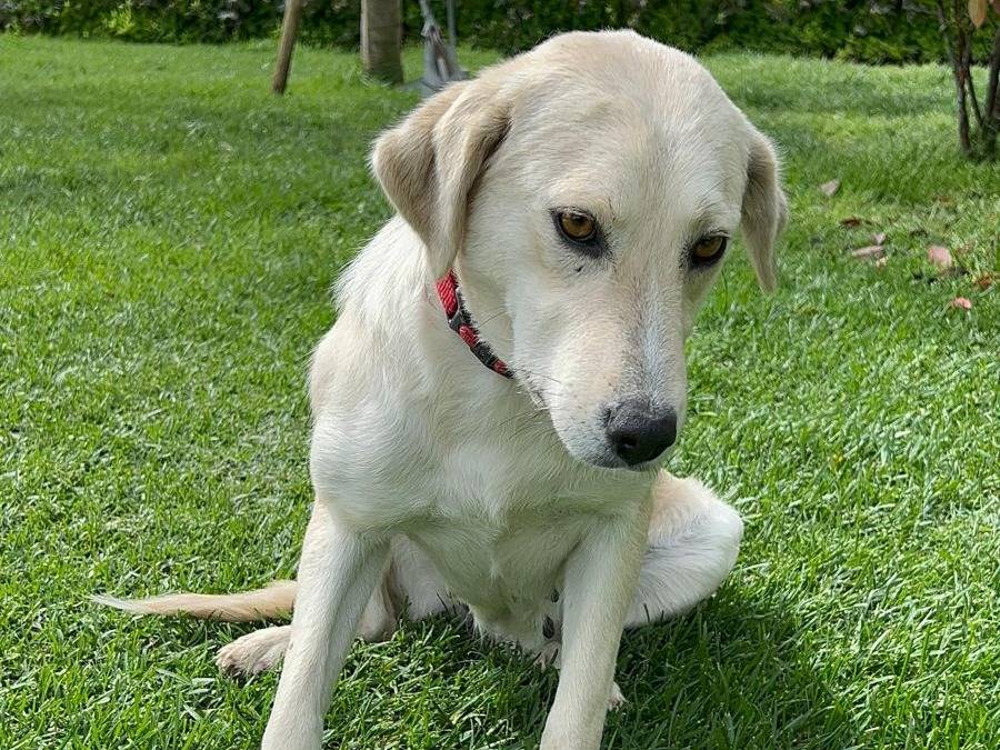 Adotta un cane, taglia media, femmina, Parma