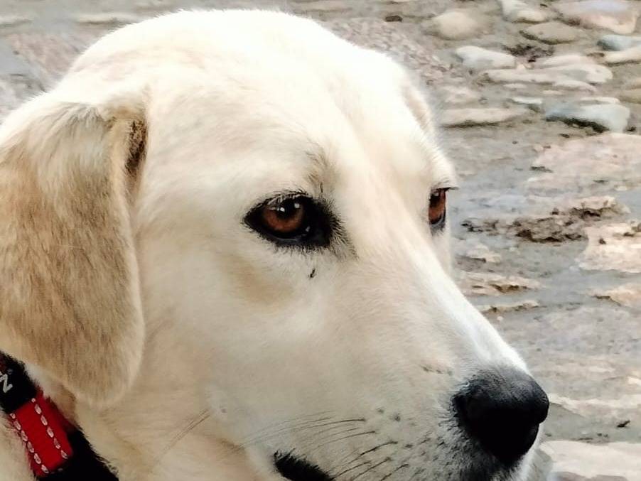 Vuoi adottare un cane a Parma?