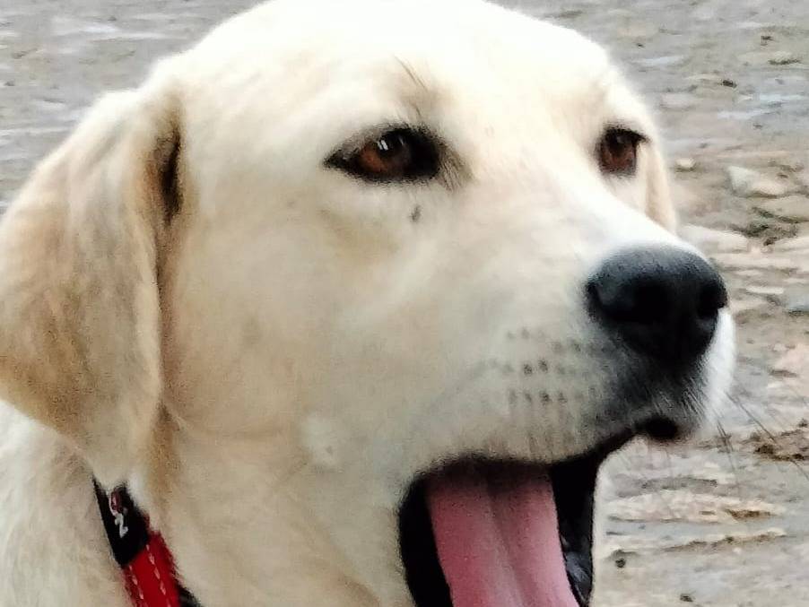 Adotta il cane MARGOT  a Parma