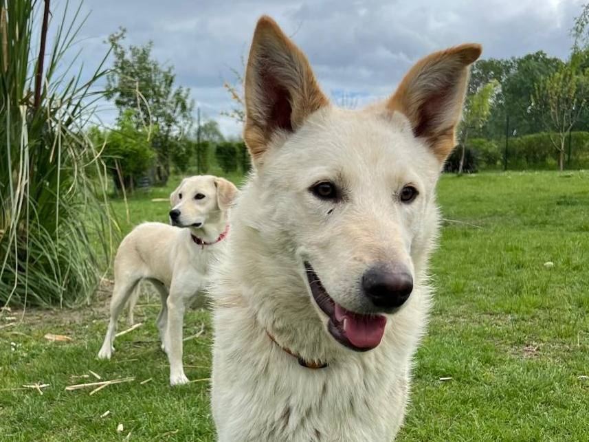 Foto dell'animale