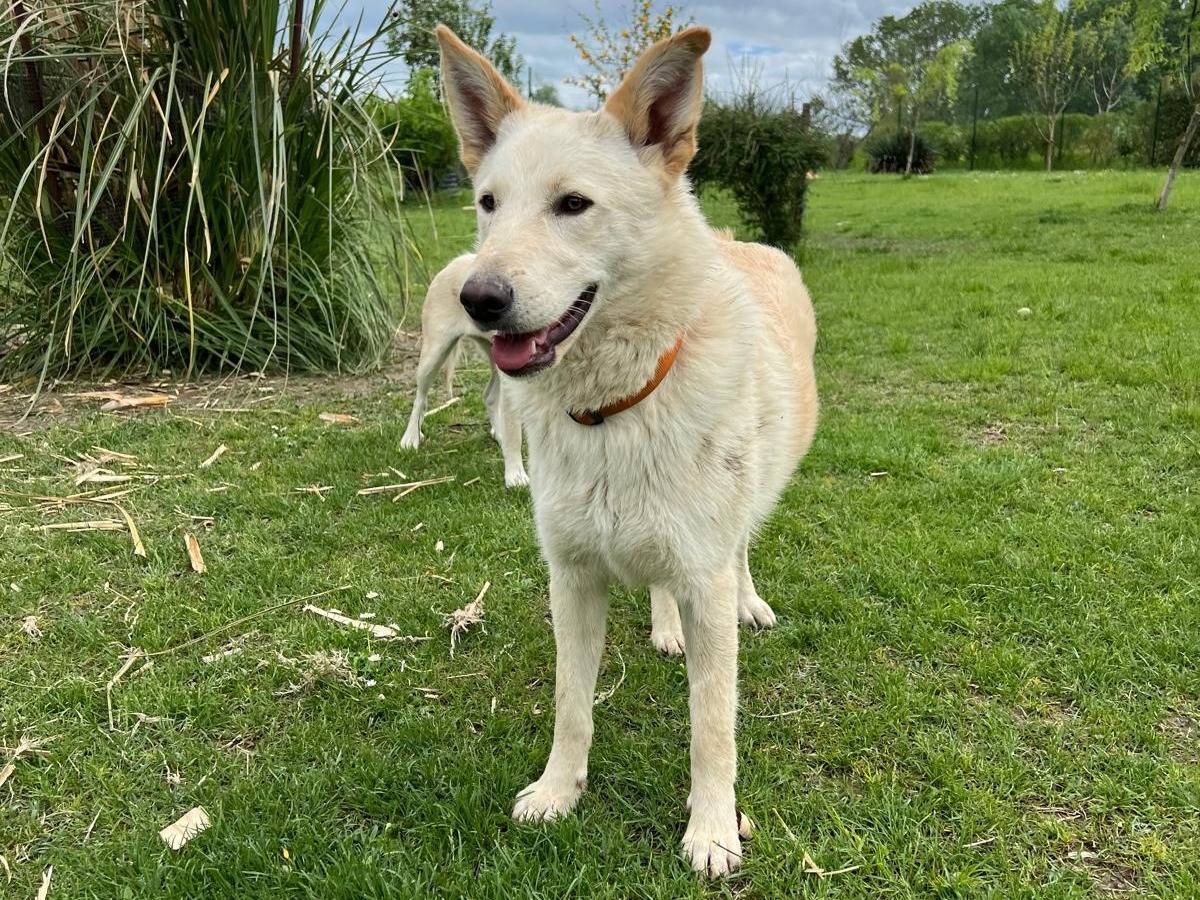 Adotta un cane, maschio, 1 anno e 6 mesi , Parma