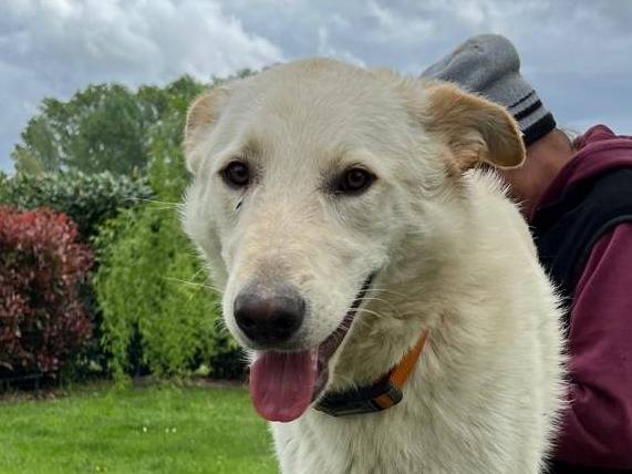 Adotta un cane, taglia media, maschio, Parma
