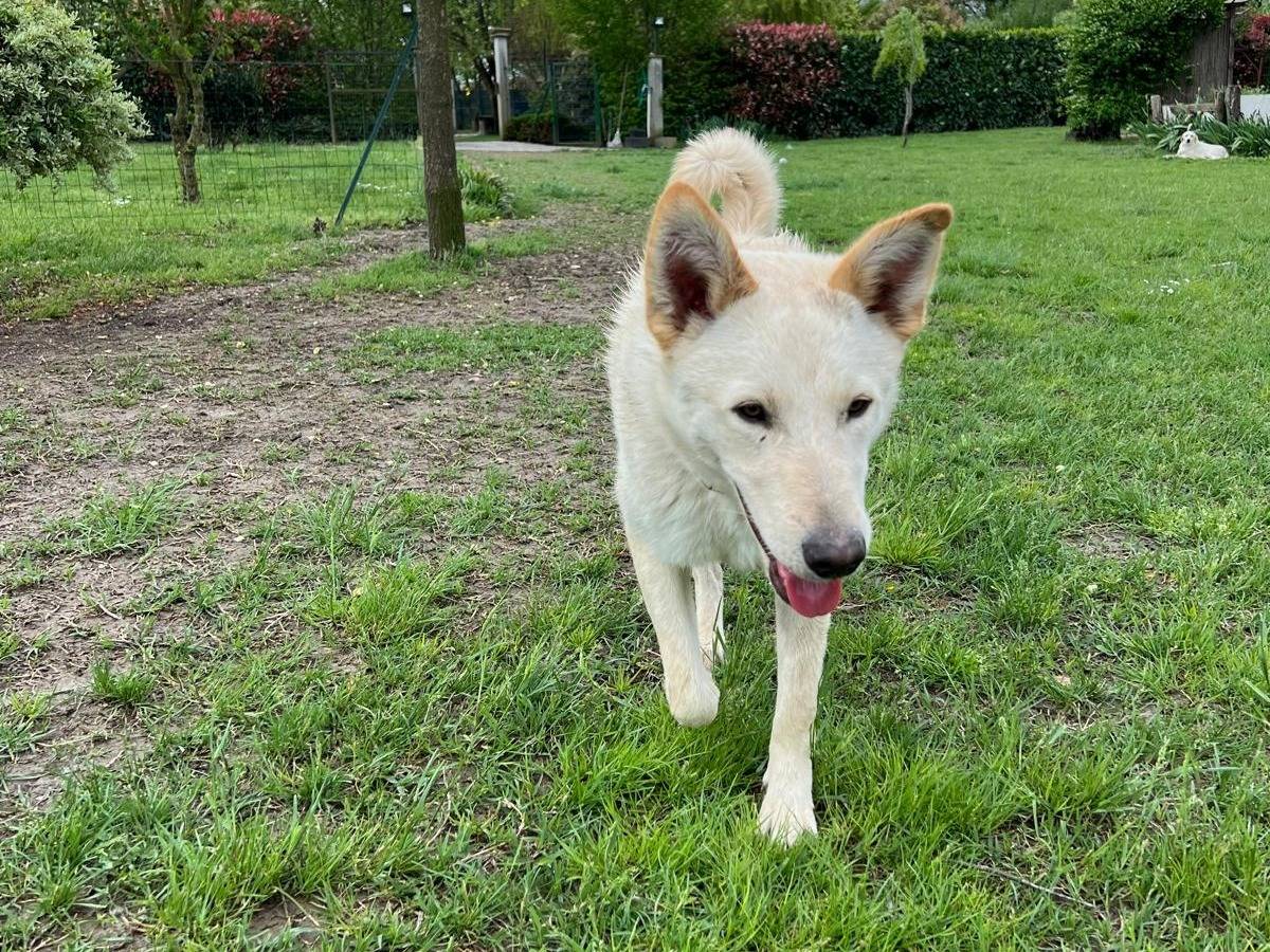 Vuoi adottare un cane a Parma?
