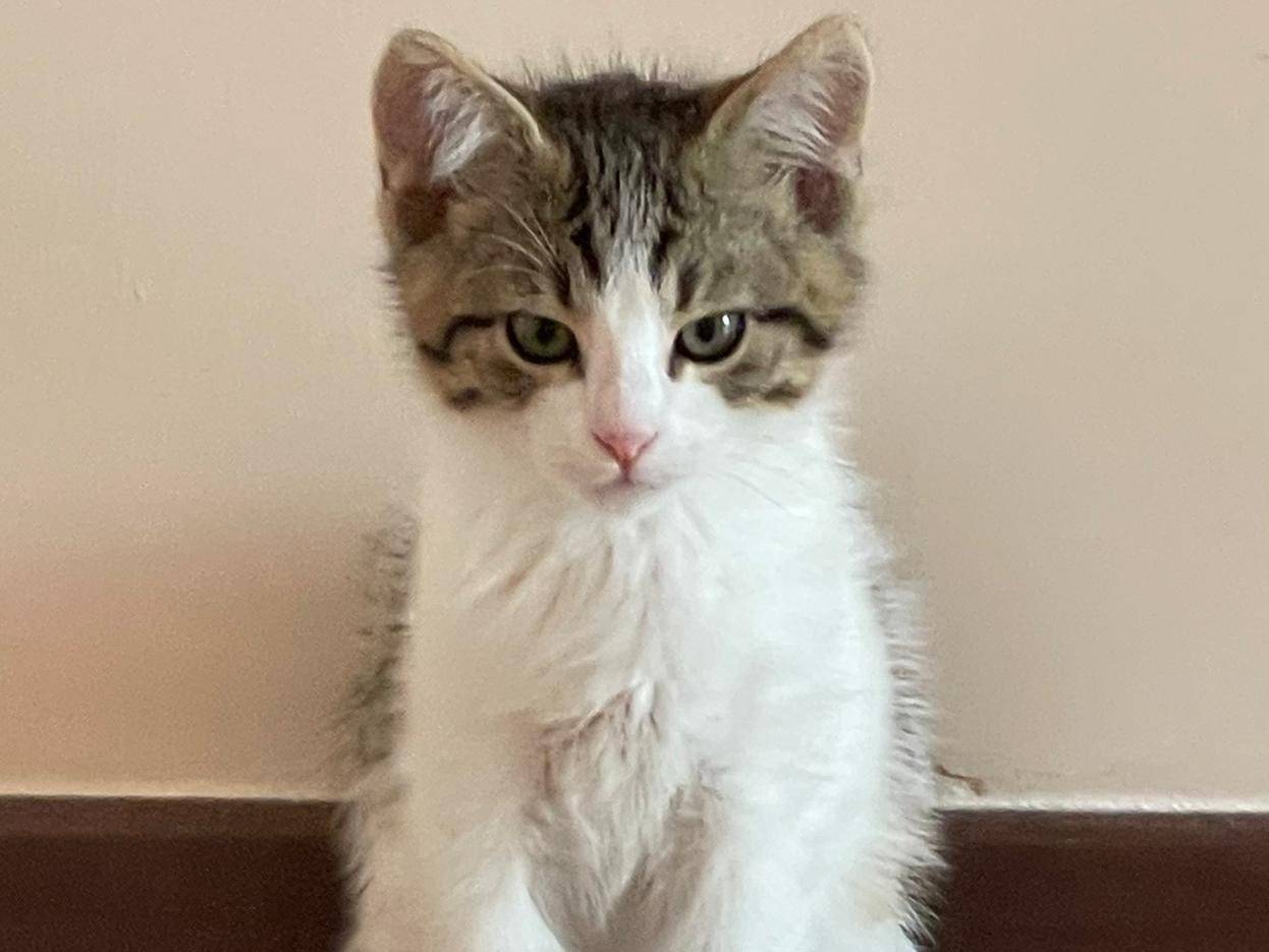 Foto dell'animale