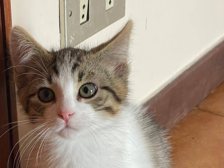 Adotta un gatto, maschio, 3 mesi, Caserta