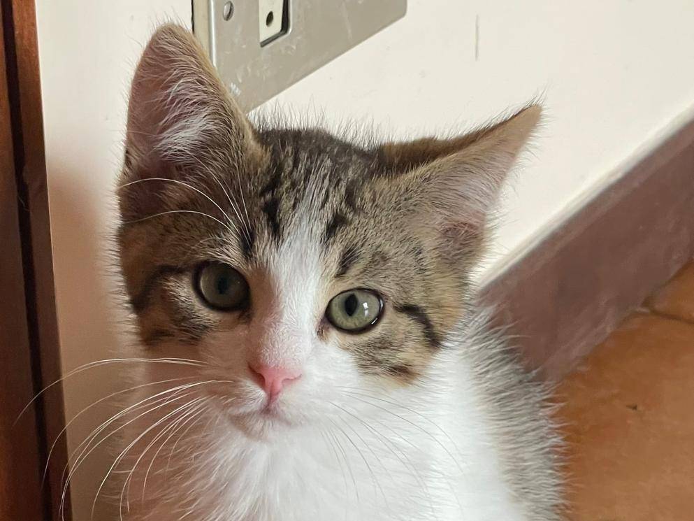 Adotta un gatto, taglia non valida, maschio, Caserta