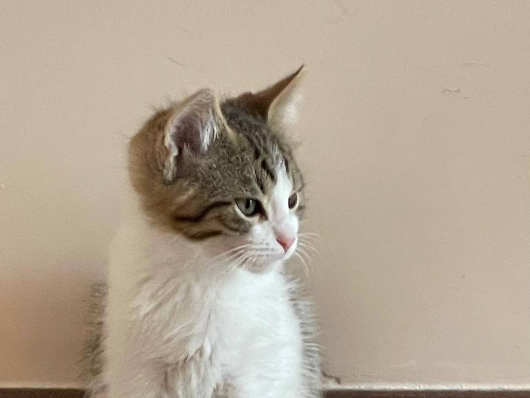 Vuoi adottare un gatto a Caserta?
