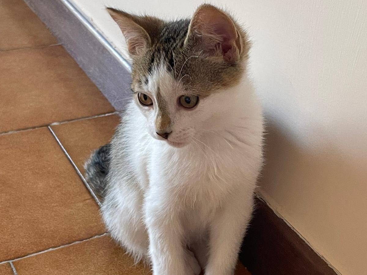 Adotta un gatto, taglia non valida, maschio, Caserta