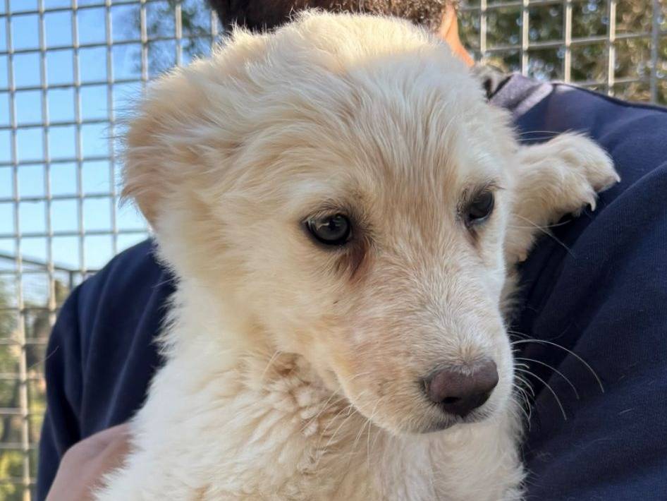 Adozione cane, maschio, Razza sconosciuta Razza sconosciuta, 3 mesi, taglia media contenuta, Taranto