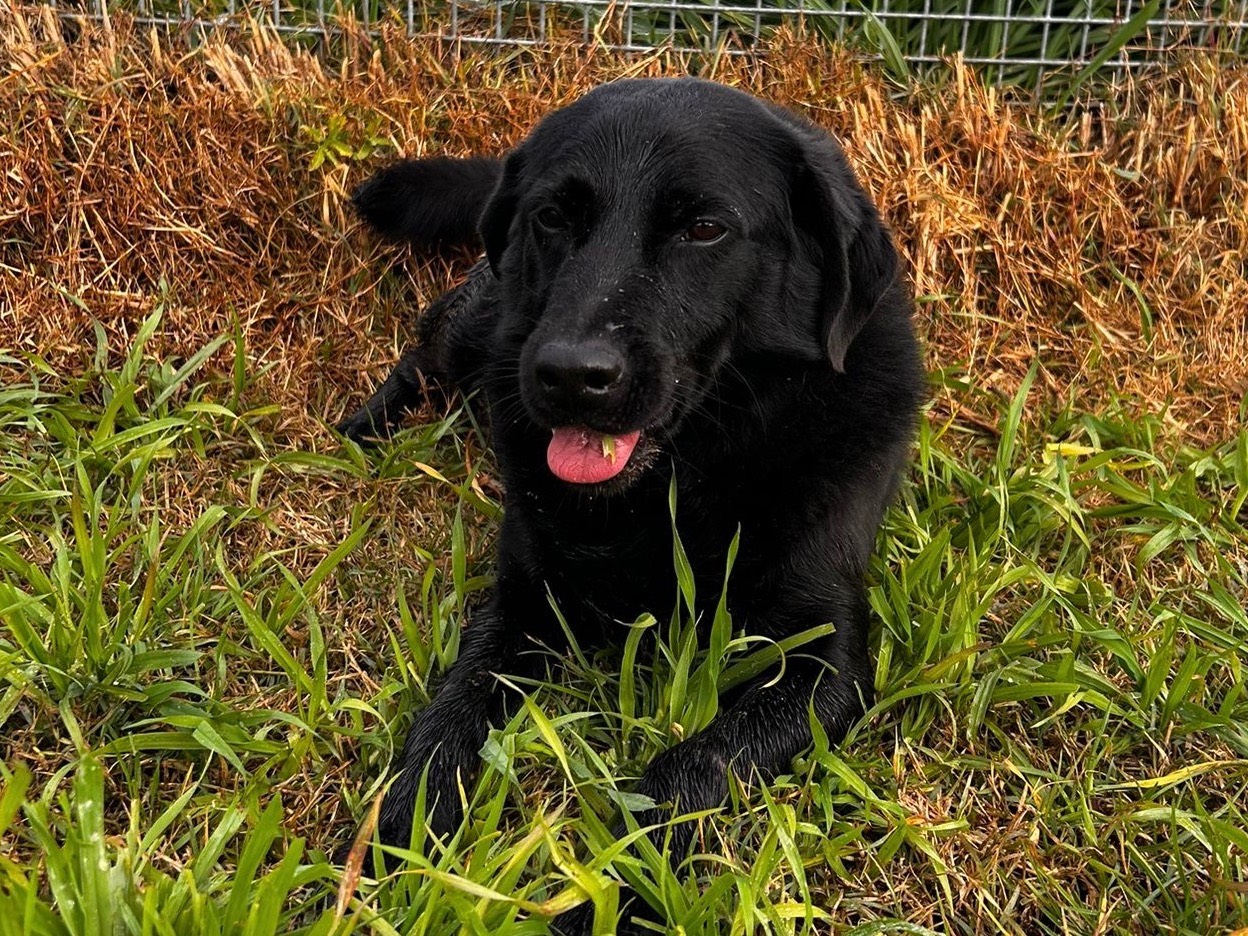 Adotta un cane, taglia media contenuta, maschio, Latina