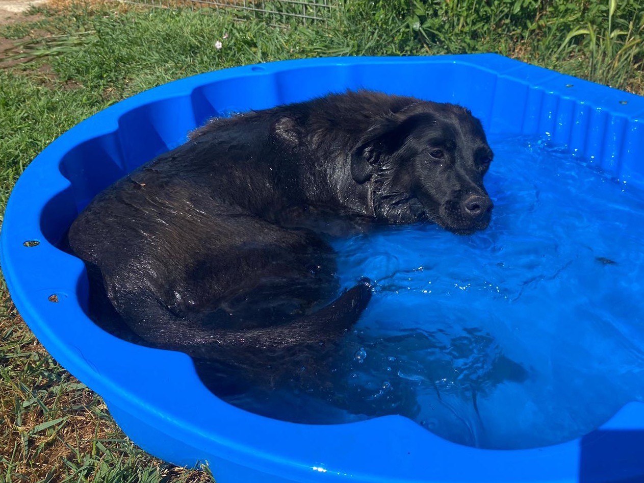 Adotta il cane Happy a Latina