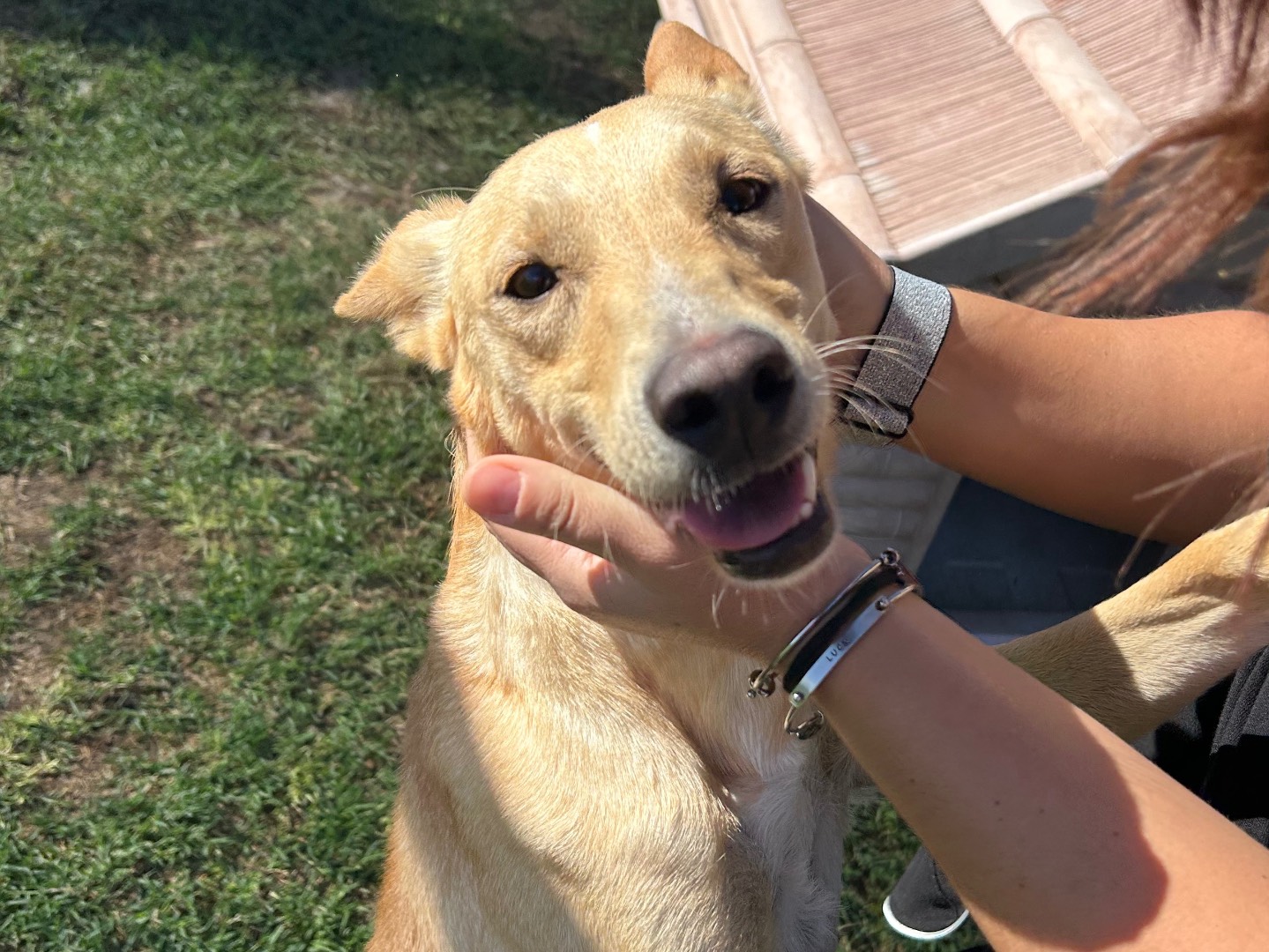 Adotta un cane, femmina, 2 anni  e 6 mesi , Latina